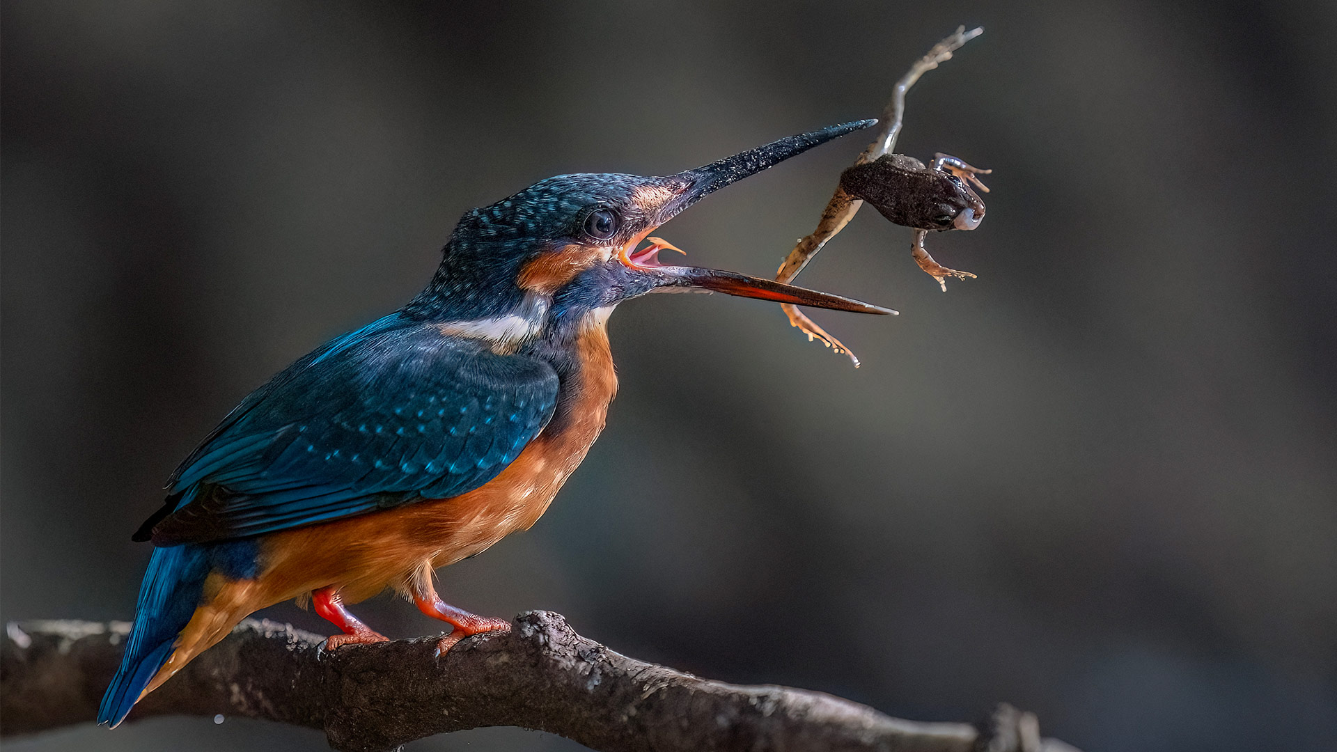 Tercer premio absoluto y primer premio en PN Doñana