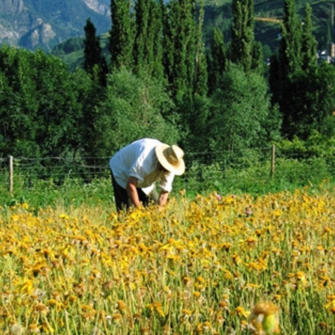 La Comisión Europea flexibiliza el acceso a las ayudas a viticultores y organizaciones de productores de frutas y hortalizas afectados por la sequía