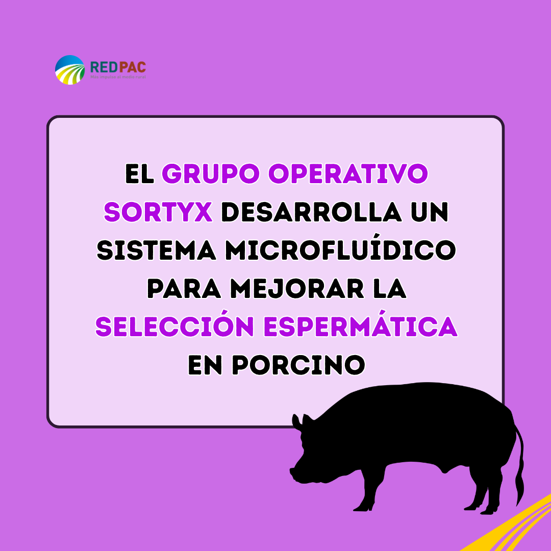 El Grupo Operativo SORTYX se propone mejorar la selección espermática en el sector porcino
