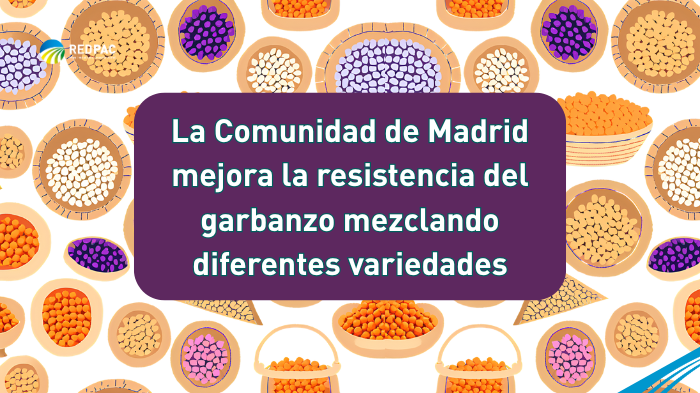 garbanzos