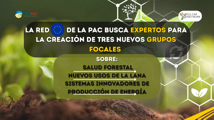 grupos focales