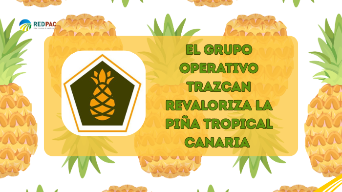 El Grupo Operativo TRAZCAN pone la ciencia al servicio de la piña tropical canaria para reforzar su trazabilidad y valor en el mercado