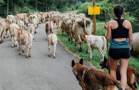 Pastora de vacas medio ambiente