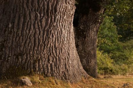 Bosque árbol