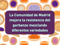 garbanzos