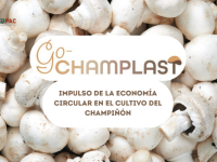GO CHAMPLAST