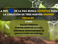 grupos focales